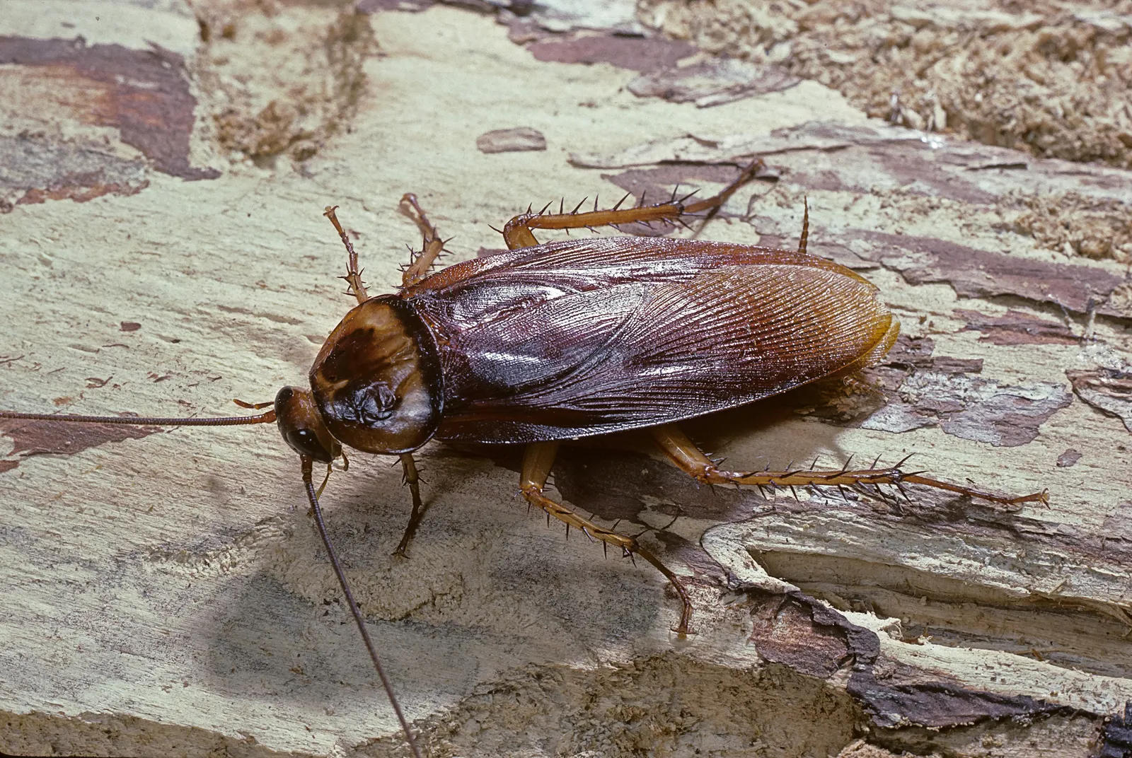 Garden Insect Diatribe